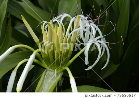 Crinum asiaticum that has begun to bloom Hamayu coastal plant Crinum asiaticum that has begun to bloom Hamayu coastal plant 79650617