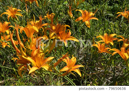 Hamakanzo beach plant 79650636