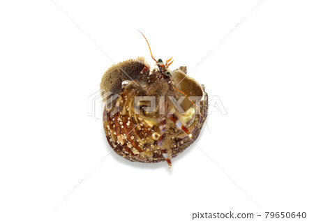Yamato Hong Hermit Crab White background 79650640