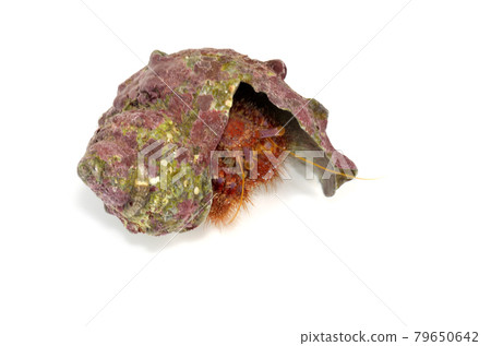 Monodonta confusa hermit crab white background Monodonta confusa hermit crab white background 79650642