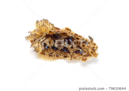 Miyako Nudibranch white background Miyako Nudibranch white background 79650644