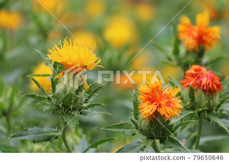 山形縣花紅花 山形縣花紅花 79650646