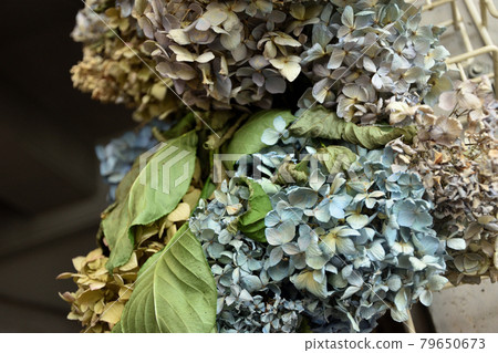 Dried flower of hydrangea Dried flower of hydrangea 79650673