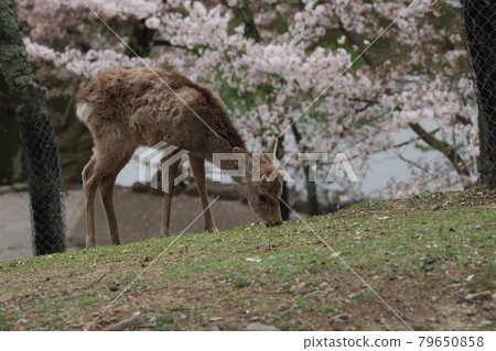 奈良公園的鹿 奈良公園的鹿 79650858