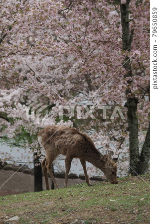 Nara Park no Shika and Sakura Nara Park no Shika and Sakura 79650859
