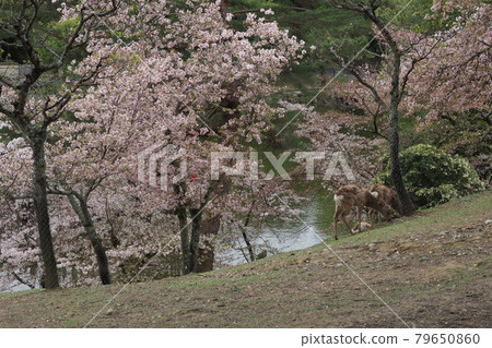 奈良公園的櫻花和鹿 奈良公園的櫻花和鹿 79650860