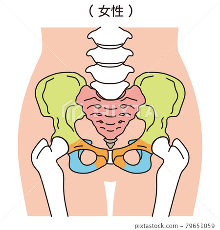 骨盆女性骨盆 骨盆女性骨盆 79651059