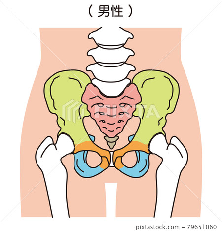 Pelvis Male pelvis 79651060