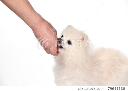 博美犬的簡單工作室肖像 79651186
