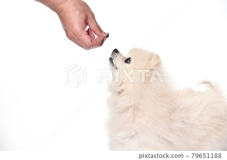 Pomeranian's simple studio portrait 79651188