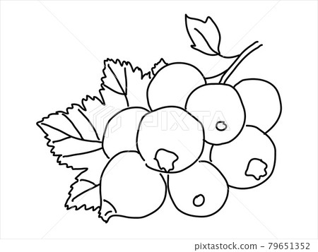 Black currant in the doodle style. Hand-drawn silhouette with a berry.  Botanical medicinal vector plant 79651352