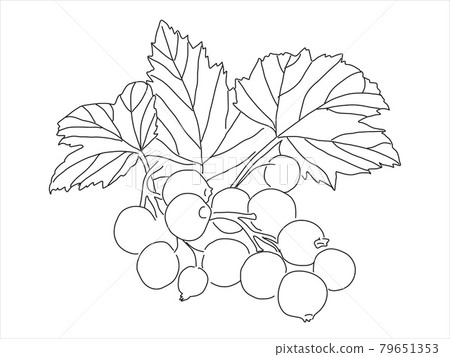 Black currant in the doodle style. Hand-drawn silhouette with a berry.  Botanical medicinal vector plant 79651353