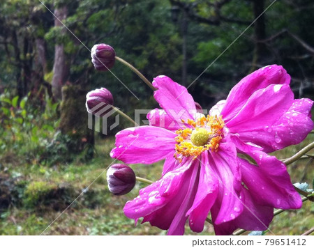 生長在秋山的粉紅色花朵,被雨露弄濕 生長在秋山的粉紅色花朵,被雨露弄濕 79651412