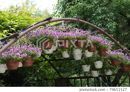 metal arch with baskets of flowers. Decor element. Landscape decoration, landscaping metal arch with baskets of flowers. Decor element. Landscape decoration, landscaping 79651527