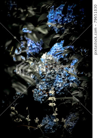 Flowers in the dark 79651830