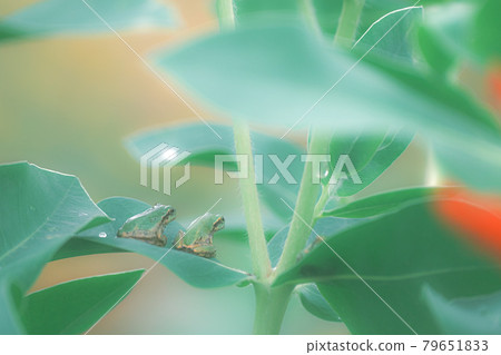 Frog brothers Frog brothers 79651833