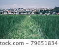 Rice field hunter 79651834