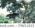 Black butterfly and light 79651835