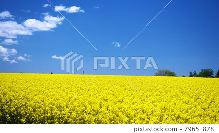 Take a walk through the spectacular rape field 79651878