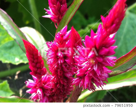 Pink flowers blooming in the summer field Pink flowers blooming in the summer field 79651950