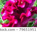 Celosia flowers blooming in the summer field 79651951