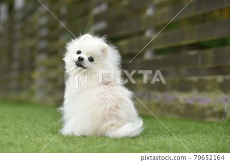 Pomeranian recommended with a dog run 79652164