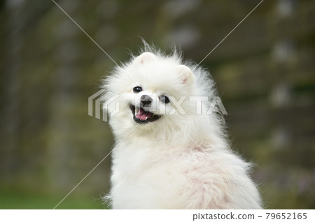 Pomeranian recommended with a dog run 79652165