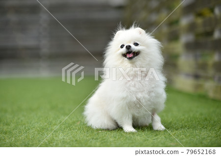 Pomeranian recommended with a dog run Pomeranian recommended with a dog run 79652168