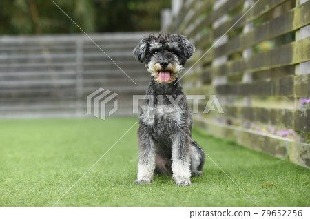 Miniature schnauzer to recommend in dog run 79652256
