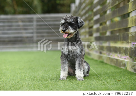 Miniature schnauzer to recommend in dog run 79652257