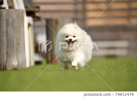 博美犬玩狗跑 博美犬玩狗跑 79652476