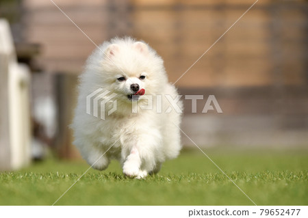 博美犬玩狗跑 博美犬玩狗跑 79652477