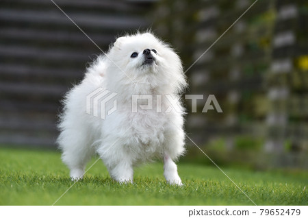 博美犬玩狗跑 博美犬玩狗跑 79652479