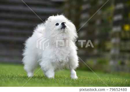 博美犬玩狗跑 博美犬玩狗跑 79652480