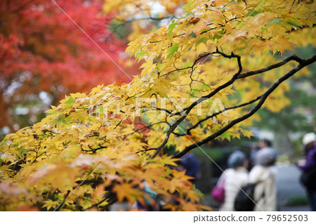 Autumn scenery of sightseeing spots in Kyoto Autumn scenery of sightseeing spots in Kyoto 79652503