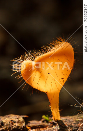 champagne mushroom 79652547