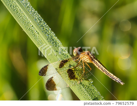 Dragonflies in Nature 79652579