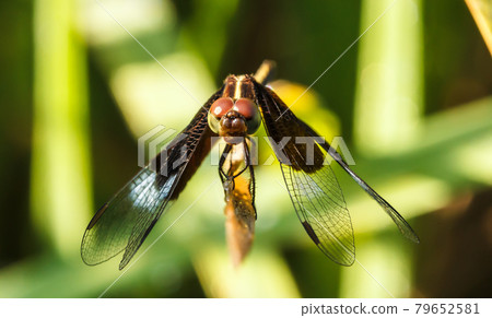 Dragonflies in Nature 79652581