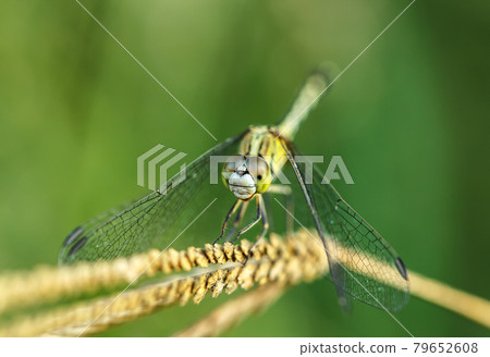 Dragonfly green 79652608