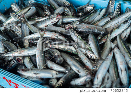 Sorting fish Sorting fish 79652845