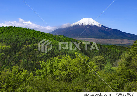 Fresh green and Mt. Fuji 79653008