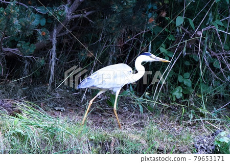 Gray heron meal Gray heron meal 79653171