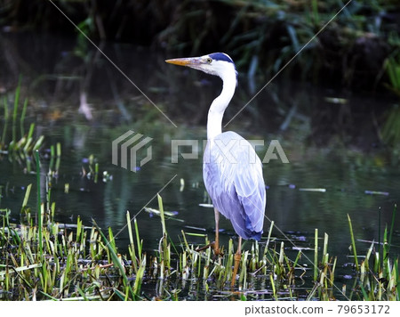 Gray heron meal Gray heron meal 79653172