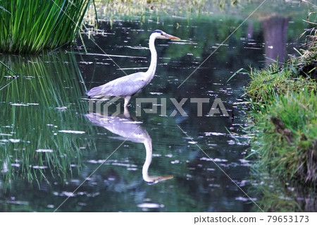 Gray heron meal Gray heron meal 79653173