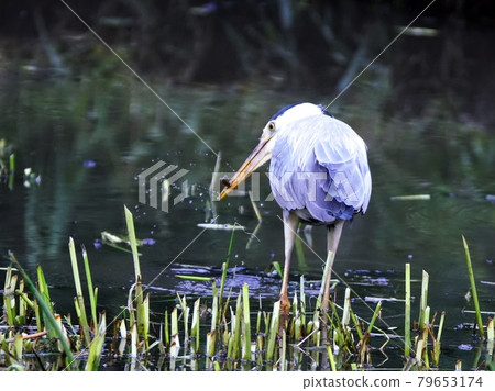 Gray heron meal Gray heron meal 79653174