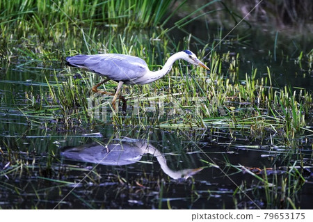 Gray heron meal Gray heron meal 79653175