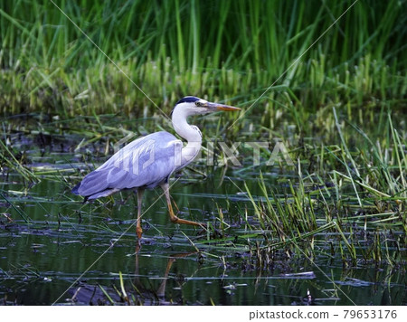 Gray heron meal Gray heron meal 79653176