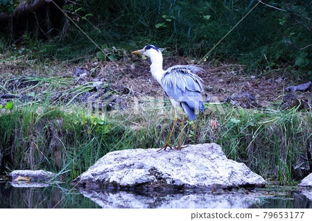 Gray heron meal Gray heron meal 79653177