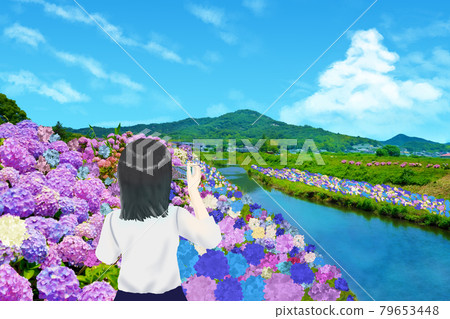 用智能手機拍攝的繡球少女（香川縣贊岐市） 79653448