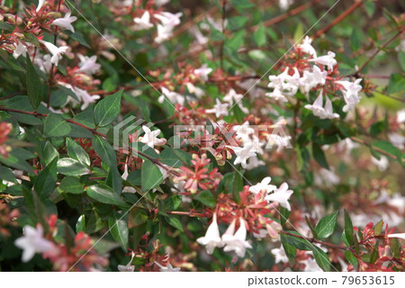 Abelia [green background] 79653615